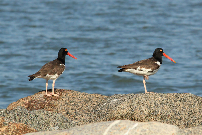 pirajubaé aves.jpg