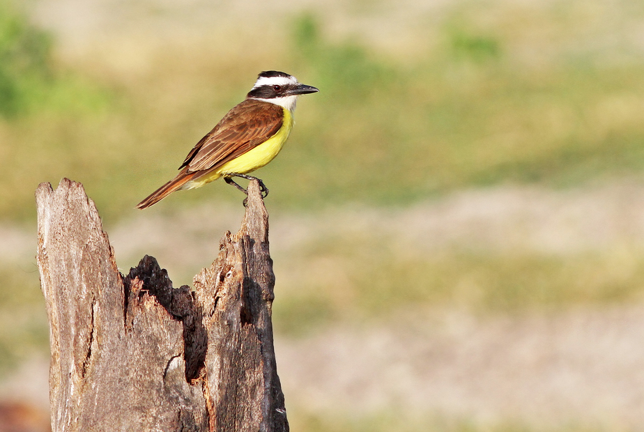 Pitangus sulphuratus Cristine Prates