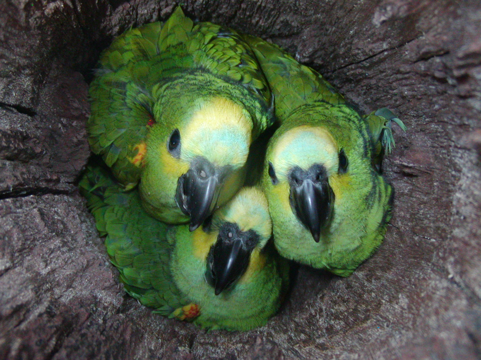 Projeto Papagaio Verdadeiro Foto Vandir Silva Arquivo FNB