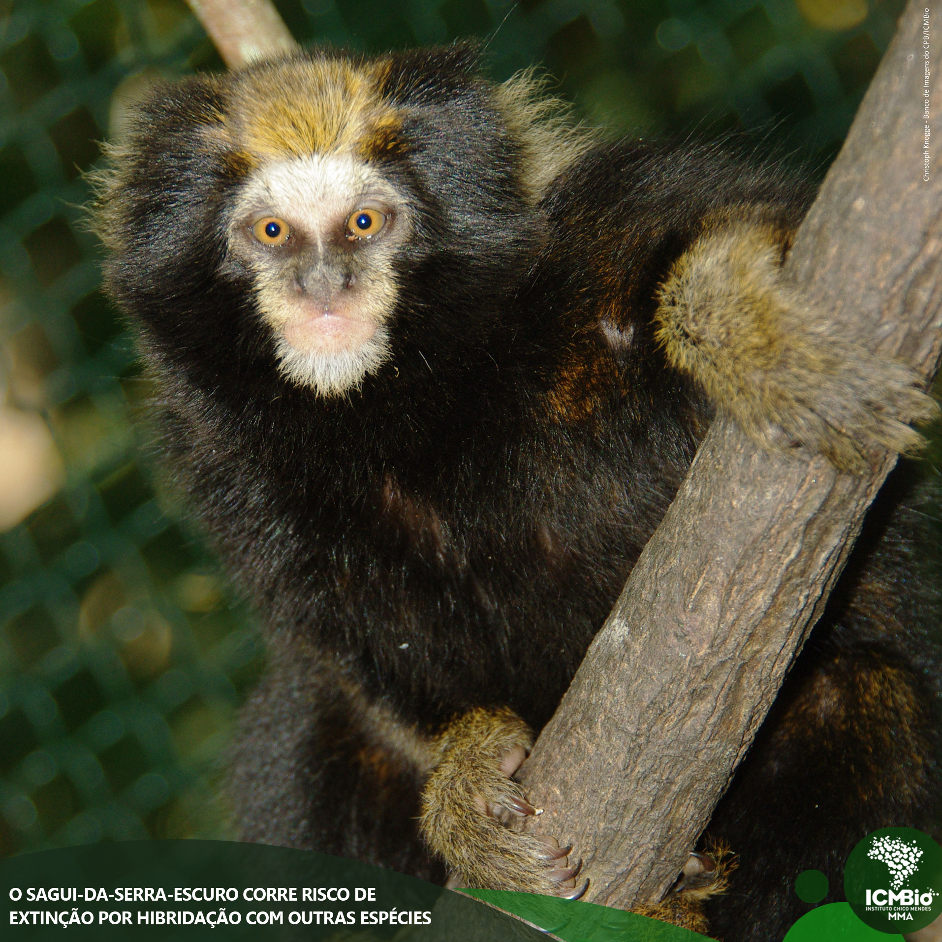 O raro sagui-da-serra: restam menos de 2.500 deles na Mata Atlântica