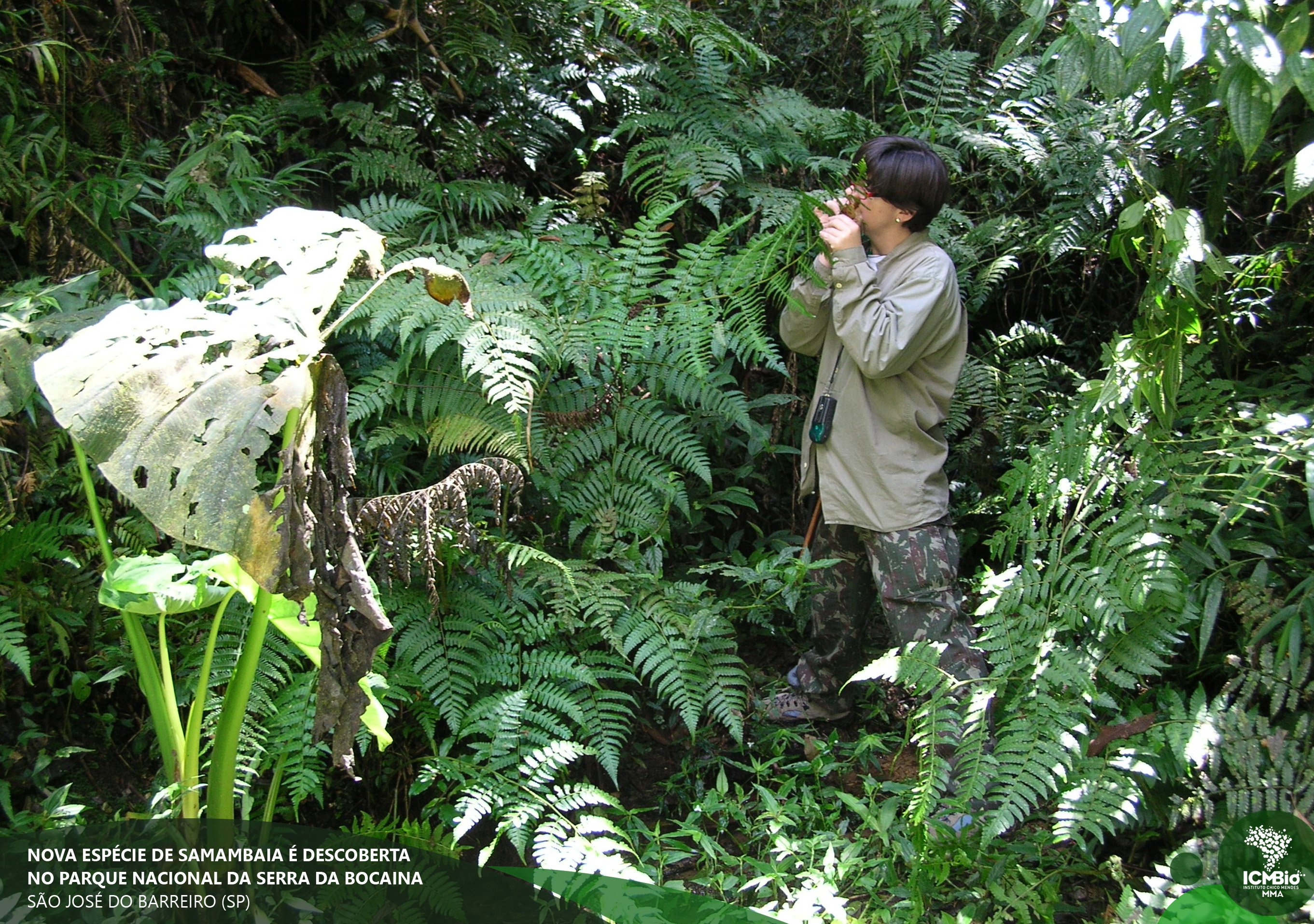 Nova espécie de samambaia é descoberta em Parque Nacional