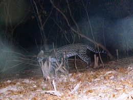 sincorá armadilha