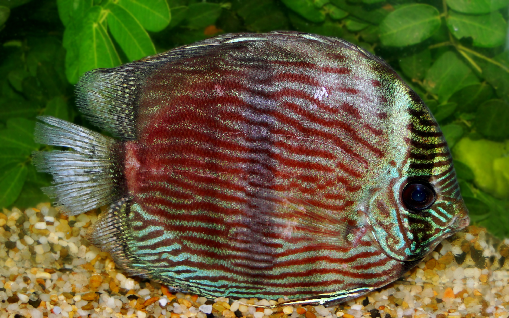 Symphysodon discus Henrique Lazzaroto reduzido