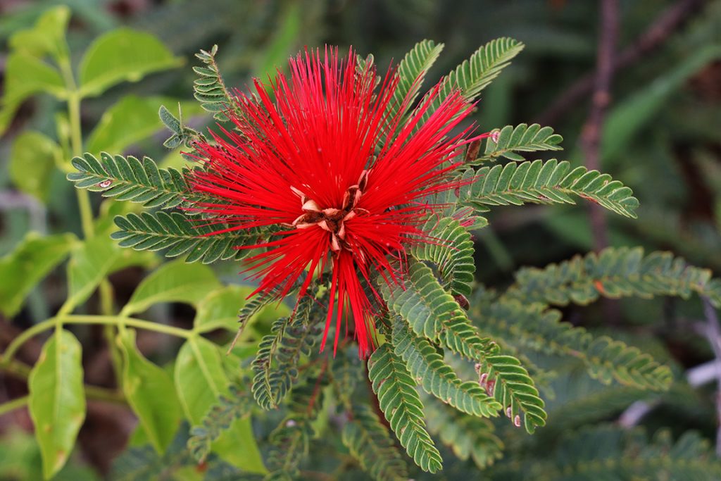 Travessia Flona Brasília Flora 4 1024x683