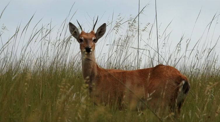 veado campeiro na serra da canastra 1