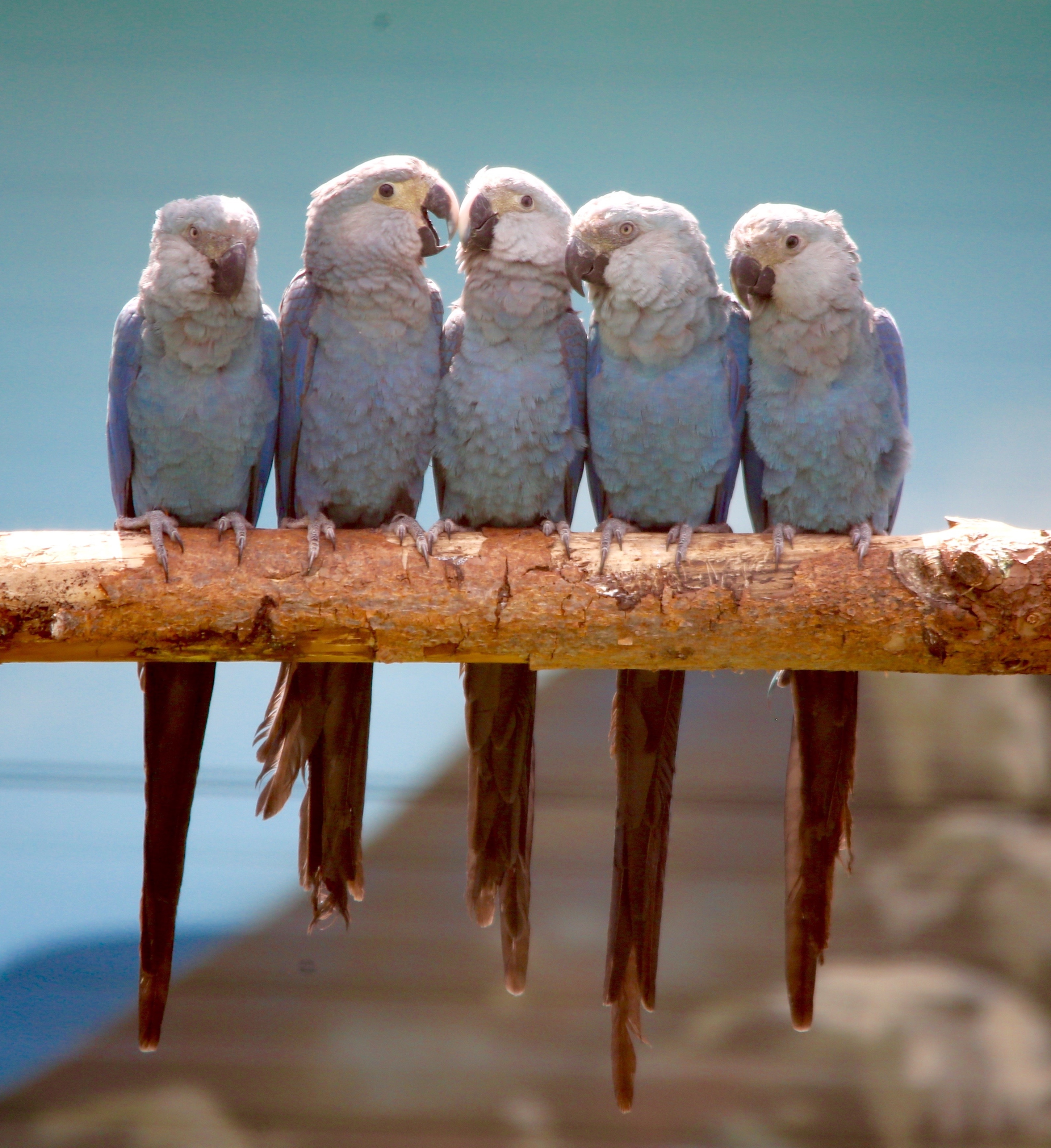 young spixs macaws at actp 1