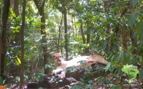 Onça-parda é registrada em pesquisa sobre macacos-prego