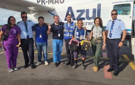 Dois filhotes de onça-parda resgatados pelo Instituto Chico Mendes são transportados pela Azul Linhas Aéreas de Itaituba até Belém do Pará