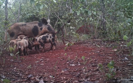 Publicado plano para conter javalis no Parque Nacional de São Joaquim