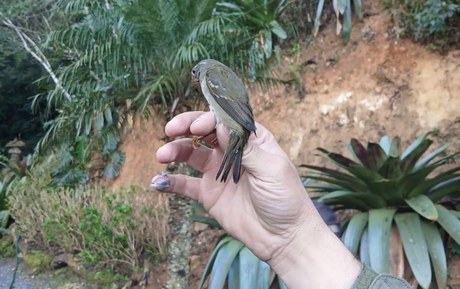 Operação Integração na APA Petrópolis resgata aves silvestres e combate caça ilegal