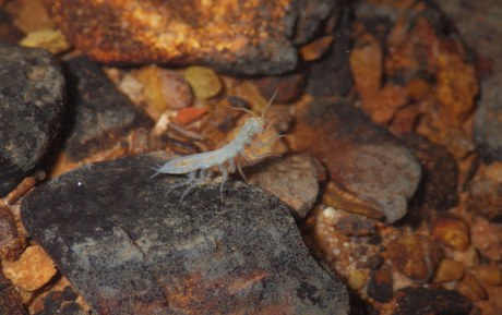 Espécies que vivem em cavernas passam por segunda avaliação do risco de extinção