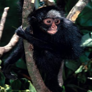 Conheça o Macaco-Aranha-da-testa-branca - Prefeitura Municipal de
