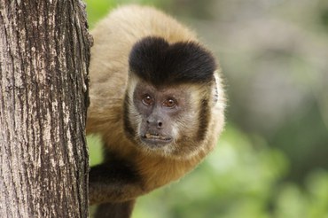 Espécie em risco, macaco-prego-do-peito-amarelo nasce no Bioparque