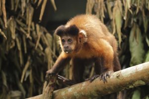 Acordo é firmado para mapeamento e preservação do macaco-prego
