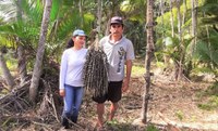 Agricultores assentados de Maragogi (AL) produzem polpa e café de açaí