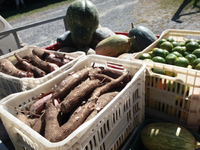 Agricultores da reforma agrária doam toneladas de alimentos em Santa Catarina