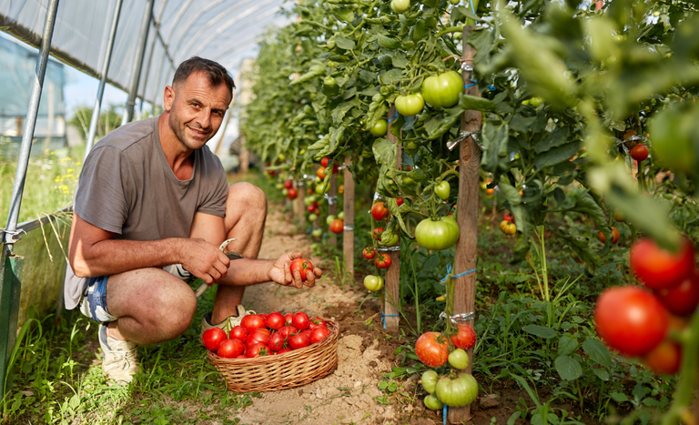 MG tomate