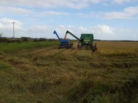 Assentados encerram colheita de arroz agroecológico no Rio Grande do Sul