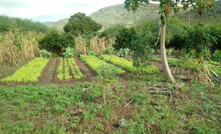 Assentamento abastece cidade com hortaliças, verduras e frutas agroecológicas na Bahia