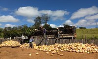 Assentamento produz 400 toneladas de abóboras no Piauí