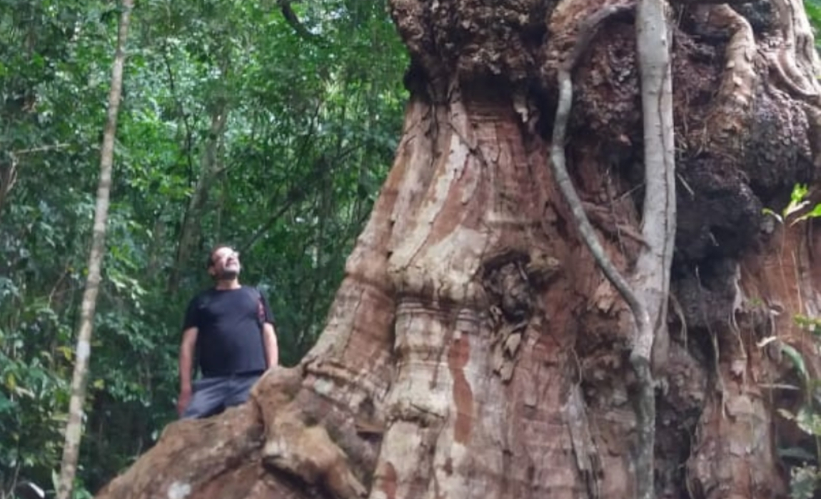 Assentamento sustentável na Bahia preserva o pau-brasil mais antigo do país  — Incra