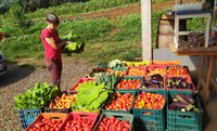 Assentamentos catarinenses doam mais de 73 toneladas de alimentos para hospitais impactados pela pandemia