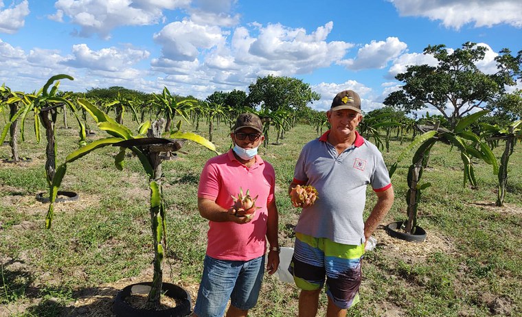 CE_assentados com produçao_pitaya.JPG