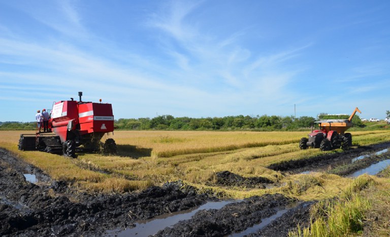 Arroz agroecológico colheita Viamão