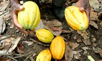 Cacau é fonte de renda e preserva o meio ambiente em assentamentos da Bahia