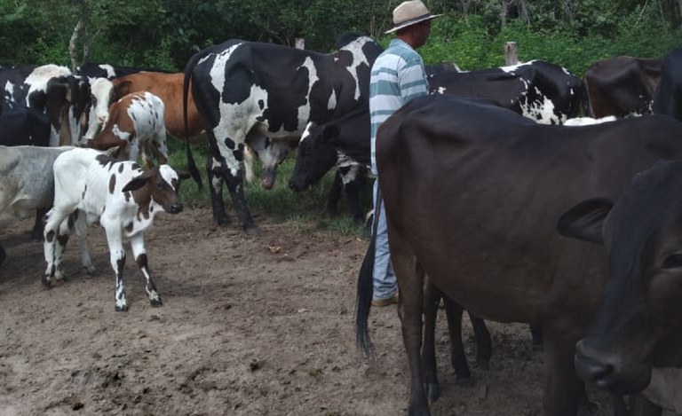 Recurso do Pronaf será usado na formação de pasto e na melhoria da ração visando aumentar a produção de leite