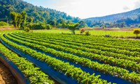 Compra e venda irregular de lote da reforma agrária pode ser crime