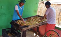 Agricultores titulados recebem crédito para atividades produtivas