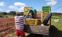 Criação de galinhas muda cenário econômico em assentamento potiguar