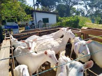 Curso do Pronera recebe doação de caprinos em Pernambuco para aulas práticas