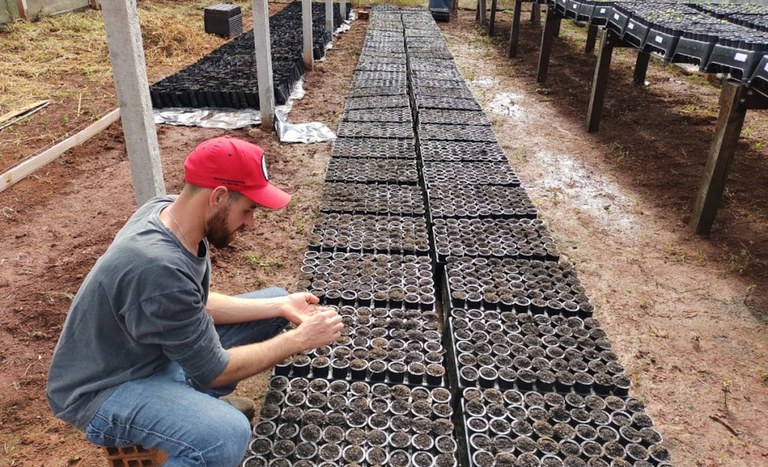 Cultivo de sementes de árvores para plantio em assentamentos no Rio Grande do Sul