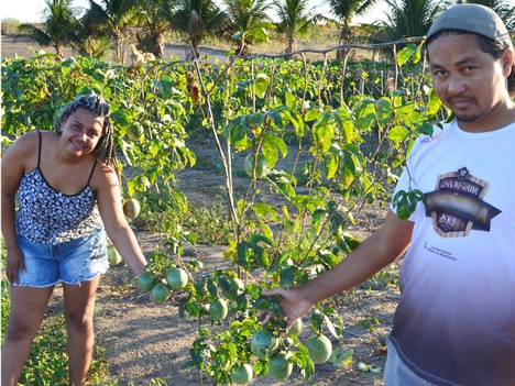 Plantio de maracujá no Espírito Santo