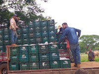 Família de assentados do norte goiano colhe supersafra de mandioca