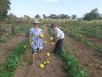 Família incrementa renda com produção de melão no norte de Goiás