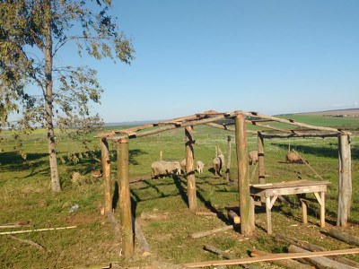 Fomento Mulher deve duplicar plantel ovino de Graziela Silva de Moura em Santa Margarida do Sul. Foto: Incra/RS