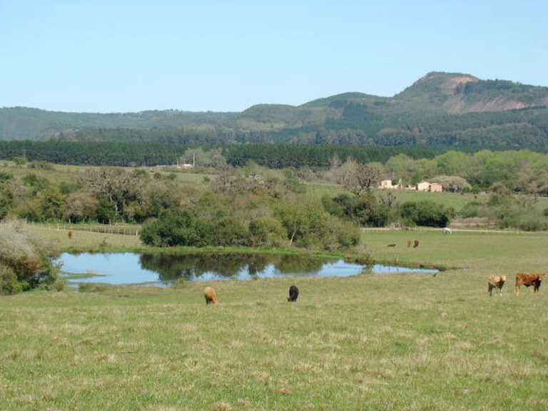 campo_nativo_embrapa.jpg