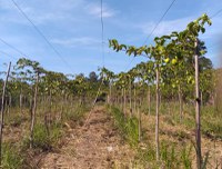 Maracujá desponta como alternativa produtiva no assentamento Viamão (RS)