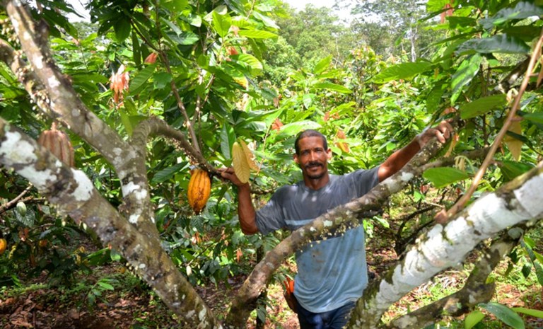 Plantio de cacau em assentamento na Bahia