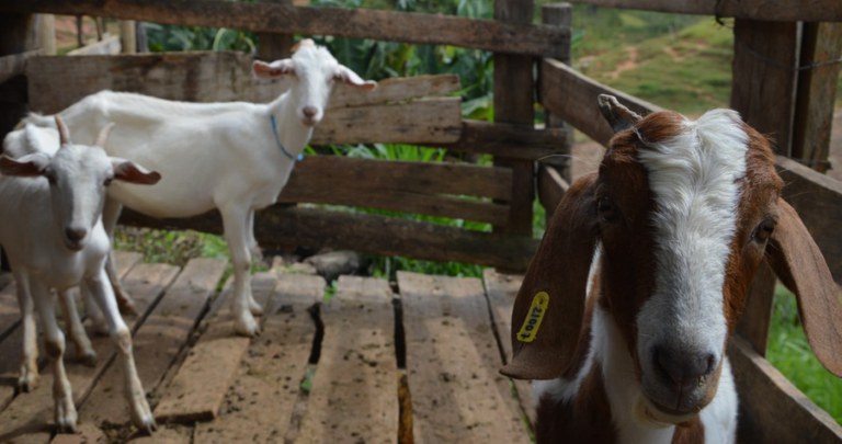 Cabras Espírito Santo