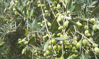 Oliveiras carregadas prometem boa produção de azeite em Santa Catarina