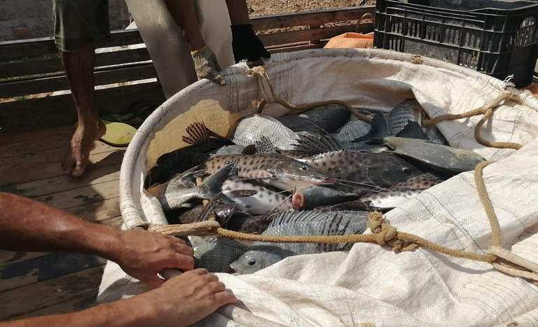 Criação peixes Entorno