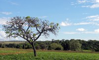 Povoado de Levantado (GO) tem área reconhecida como território quilombola