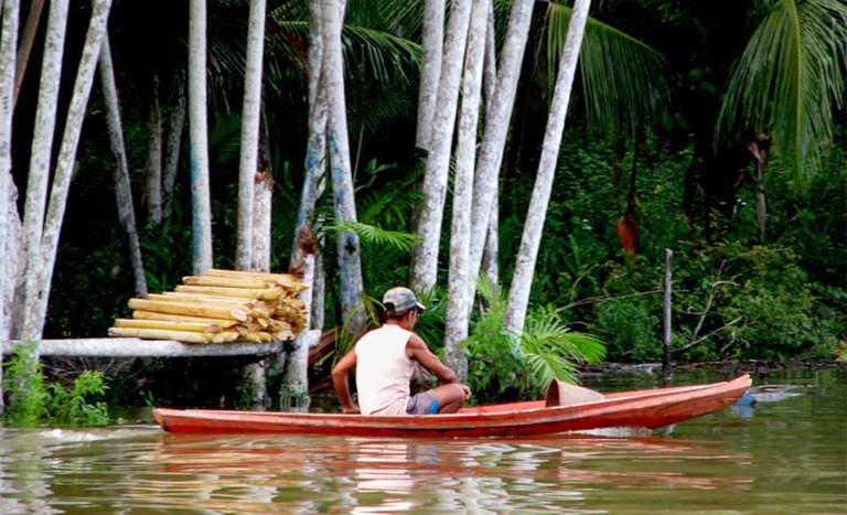 Assentamento agroextrativista na Ilha do Marajó (PA)