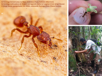 Atlantic Ants: pesquisadores listam a biodiversidade de formigas da Mata Atlântica