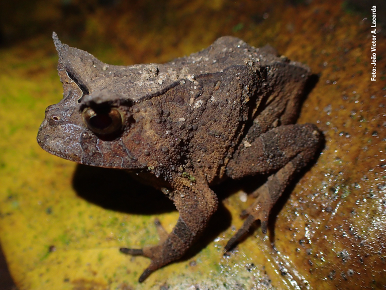 Sapinho-de-chifre-paviotii (Proceratophrys paviotii)