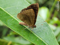 Espécie de borboleta rara e ameaçada de extinção é registrada pela primeira vez no Espírito Santo por cientista cidadão